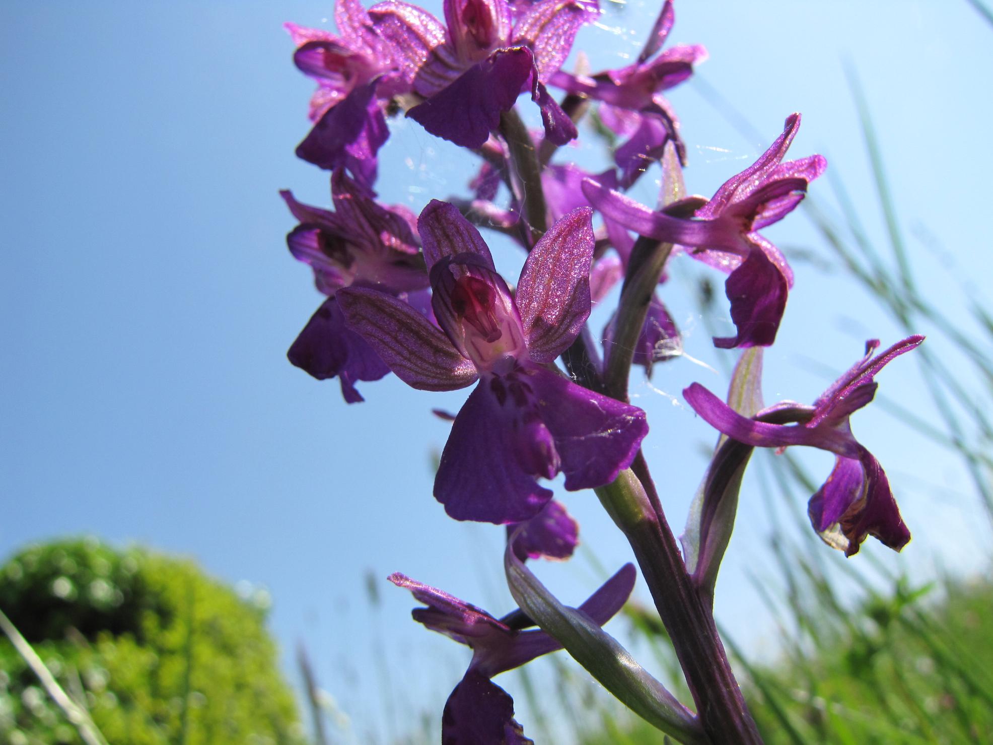 Orchis x  (laxiflora x morio)